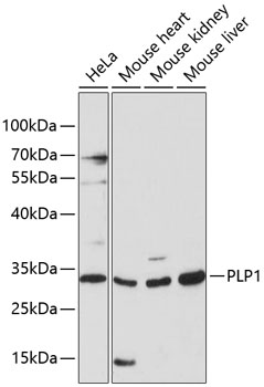 PLP1 Rabbit pAb