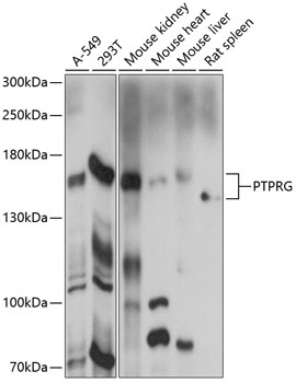 PTPRG Rabbit pAb