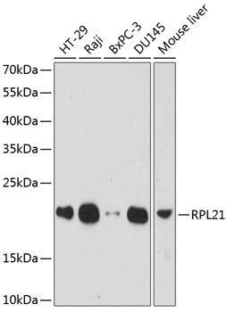RPL21 Rabbit pAb