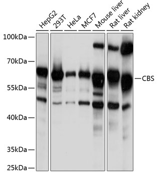 CBS Rabbit pAb