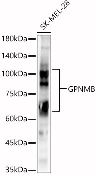 GPNMB Rabbit pAb