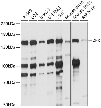 ZFR Rabbit pAb