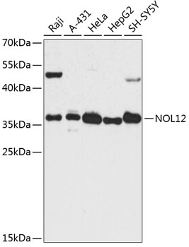 NOL12 Rabbit pAb