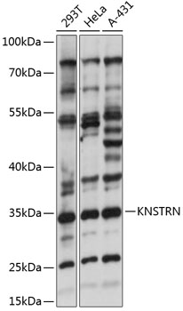KNSTRN Rabbit pAb