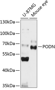 PODN Rabbit pAb