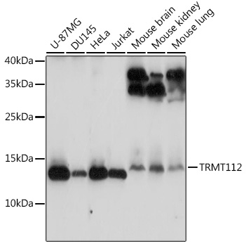 TRMT112 Rabbit pAb