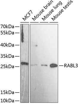 RABL3 Rabbit pAb