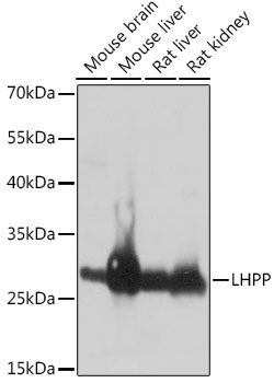 LHPP Rabbit pAb