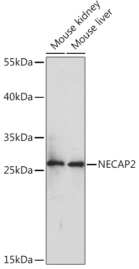 NECAP2 Rabbit pAb