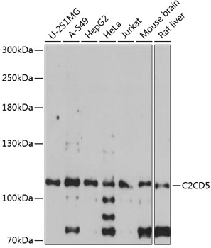 C2CD5 Rabbit pAb