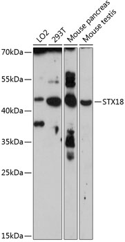 STX18 Rabbit pAb