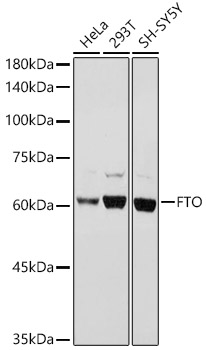 FTO Rabbit pAb
