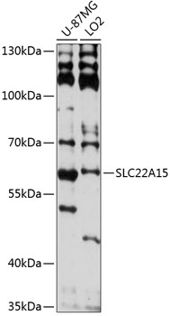 SLC22A15 Rabbit pAb