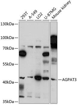 AGPAT3 Rabbit pAb