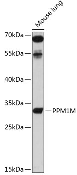 PPM1M Rabbit pAb