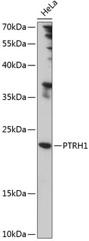 PTRH1 Rabbit pAb