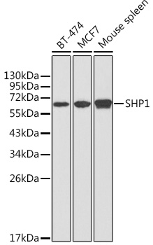 SHP1 Rabbit pAb