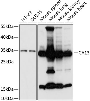 CA13 Rabbit pAb