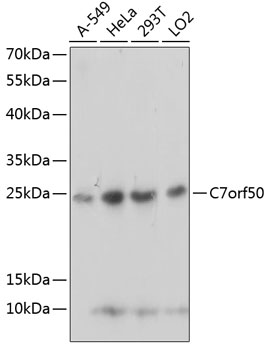 C7orf50 Rabbit pAb