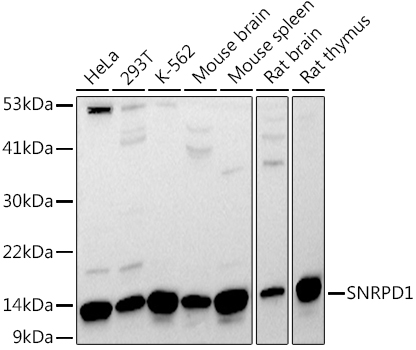 SNRPD1 Rabbit pAb
