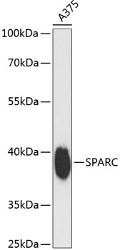 SPARC Rabbit pAb