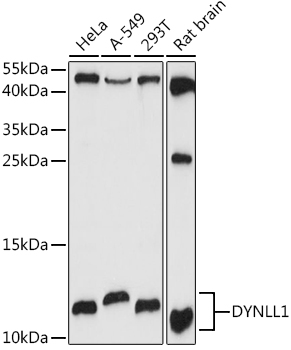 DYNLL1 Rabbit pAb