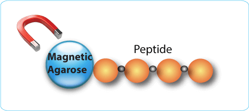 Peptide Conjugation Magnetic Agarose, 10% bead suspension