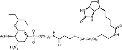 phospha-oseltamivir–biotin