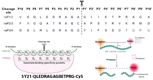 SY21-QLEDRAGAGIIETPRG-Cy5 polyprotein of CHIKV SY21-QLEDRAGAGIIETPRG-Cy5