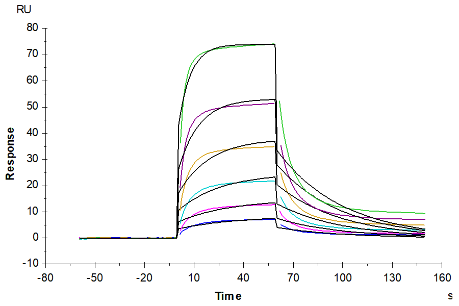 Biotinylated Human KRAS G12V (HLA-A*03:01) Protein (LTP10001)