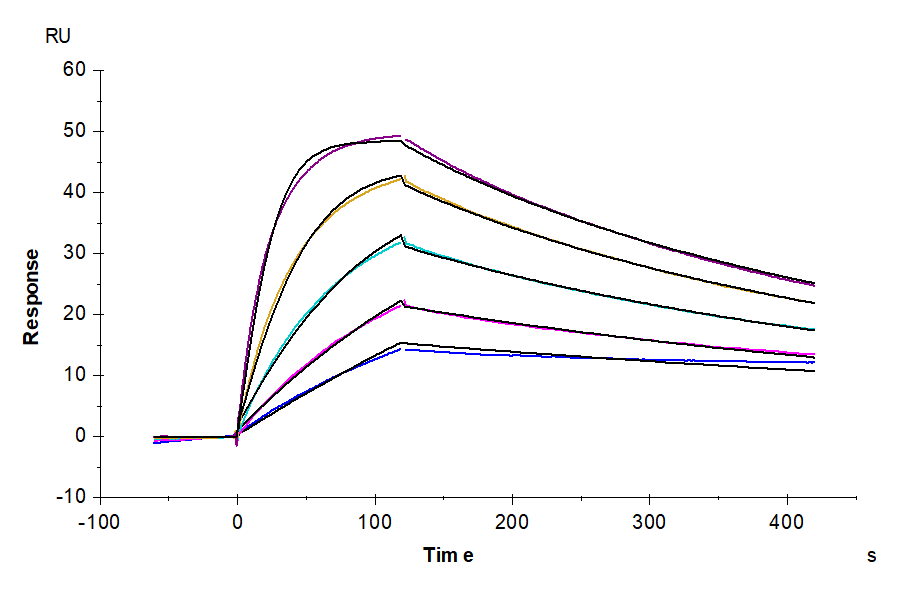 Cynomolgus IL-18 R1/CD218a Protein (LTP10031)