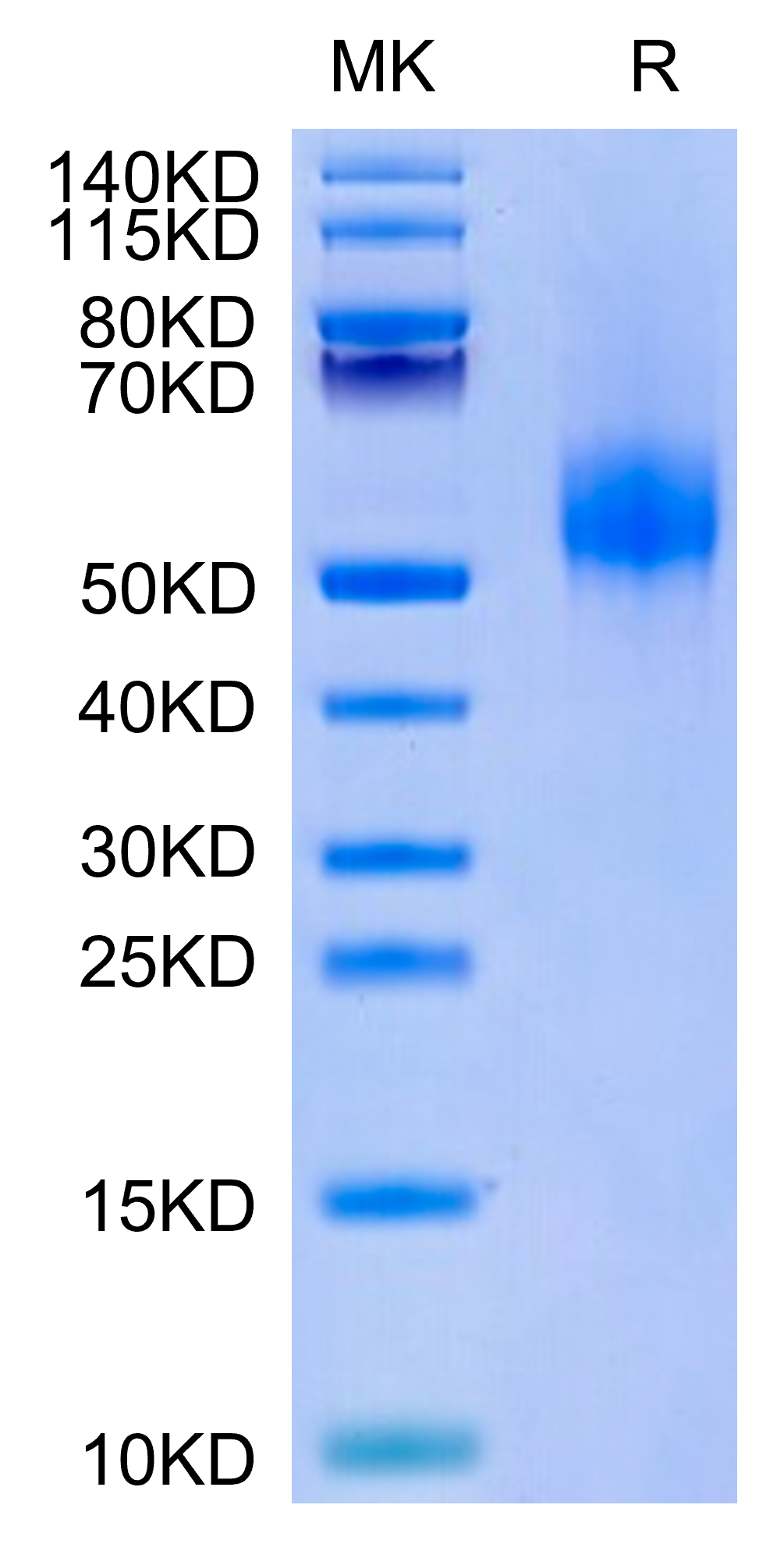 Human CDH17/Cadherin 17 Domain 5-7 Protein (LTP10044)