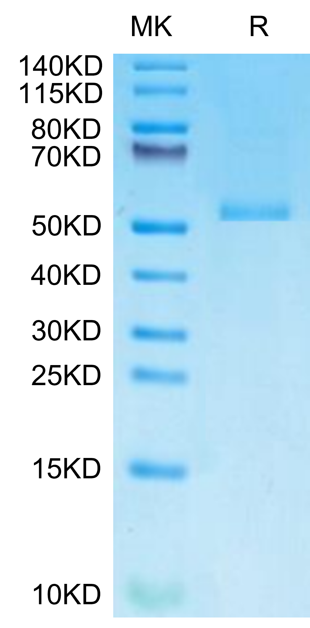 Monkeypox virus E8L Protein (LTP10055)