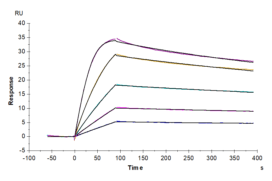 Cynomolgus uPAR/PLAUR Protein (LTP10065)