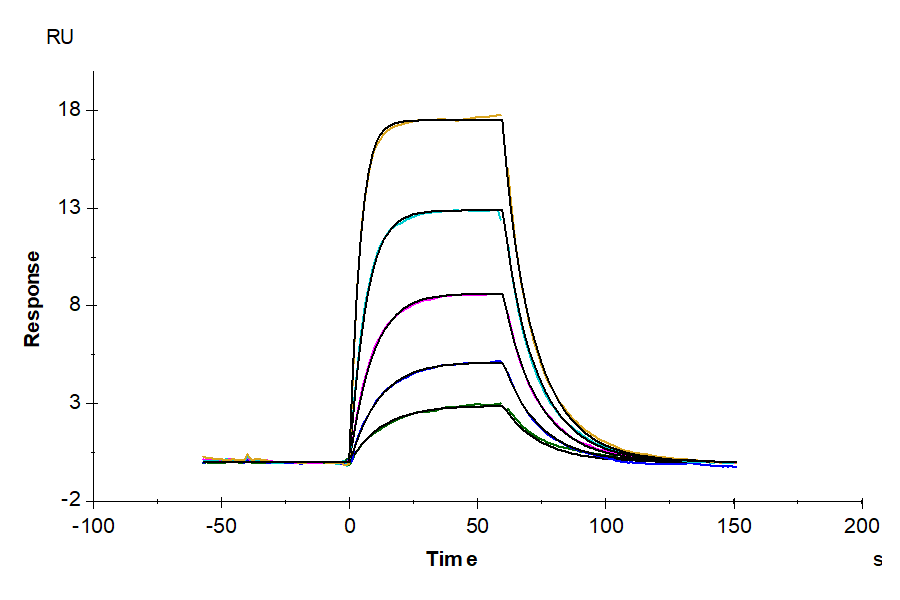 Mouse uPAR/PLAUR isoform 1 Protein (LTP10066)