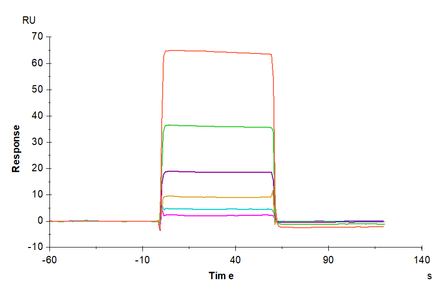 Human IGSF11 Protein (LTP10078)