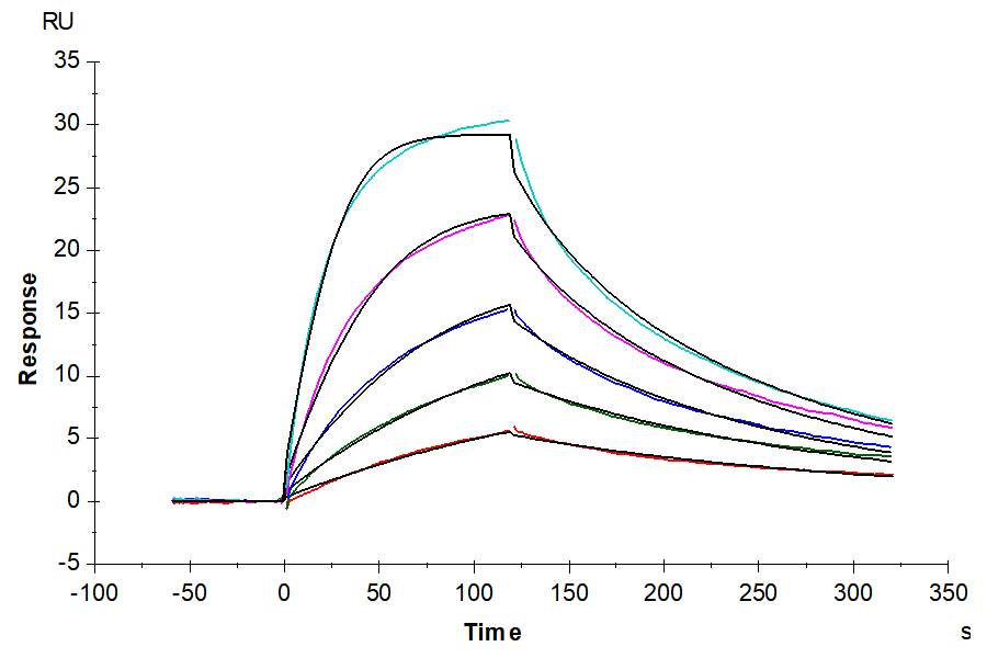 Mouse DR3/TNFRSF25 Protein (LTP10083)