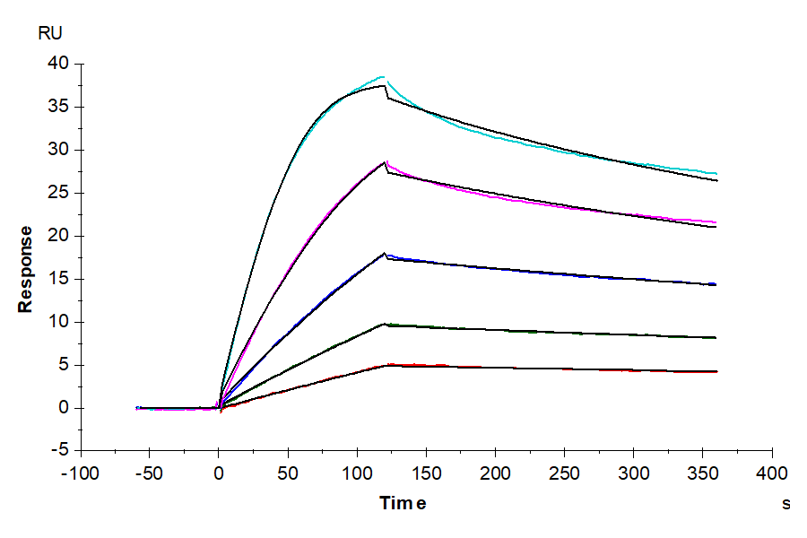 Human EGF Protein (LTP10101)