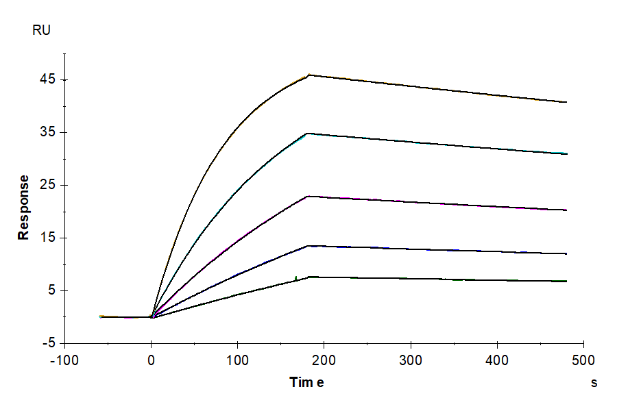 Cynomolgus GAS6 Protein (LTP10104)