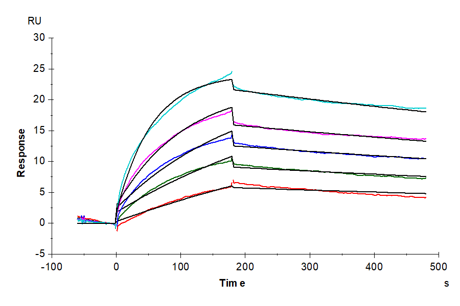 Cynomolgus Claudin 6 Protein-VLP (LTP10135)