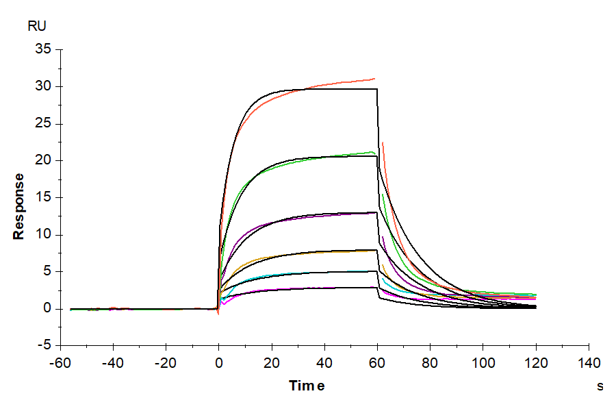 Human GAS6 Protein (LTP10136)