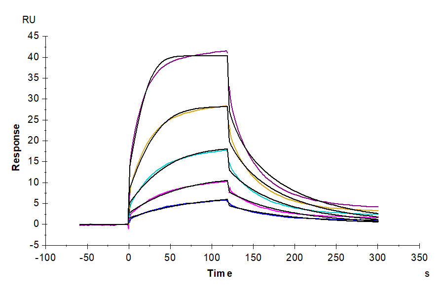 Cynomolgus/Rhesus macaque CD47 Protein (LTP10142)