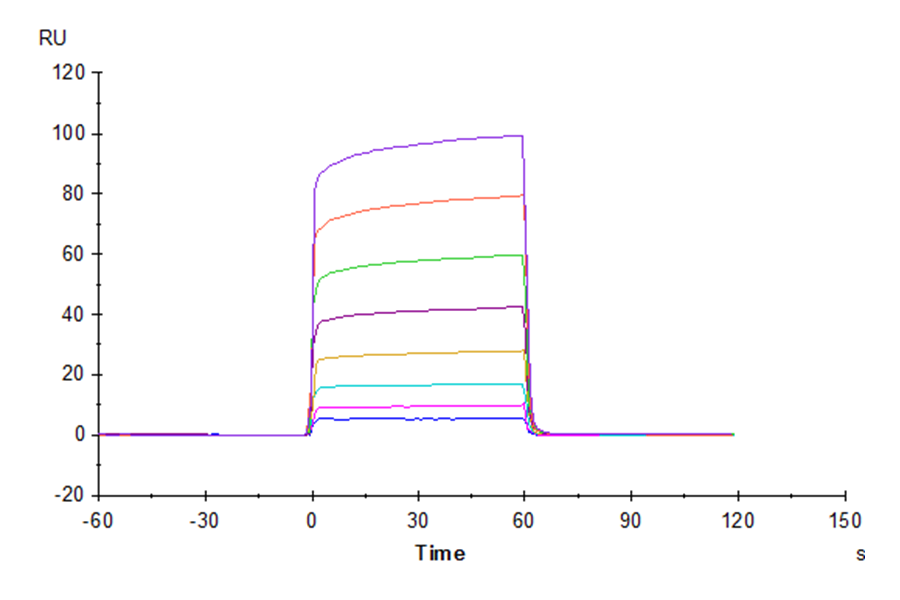 Cynomolgus Fc gamma RIIB Protein (LTP10184)