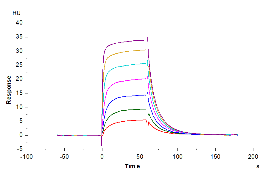 Human Fc gamma RIIIB/CD16b (NA1) Protein (LTP10202)