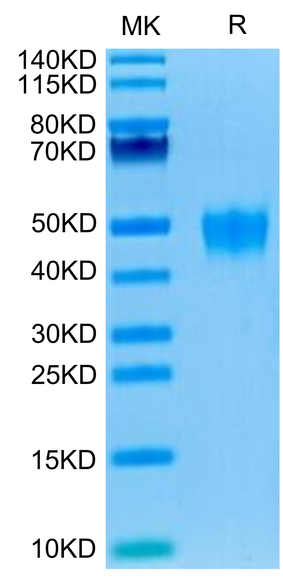 Human KIR2DL5 Protein (LTP10229)
