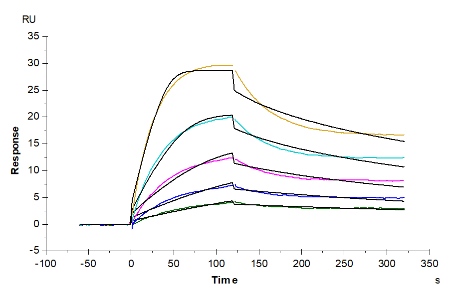 Mouse FcRn Protein (LTP10233)