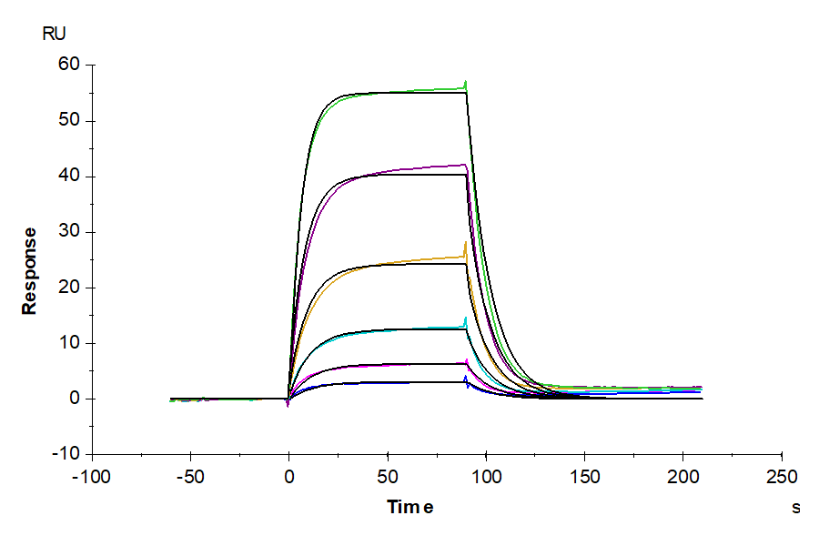 Human ALCAM/CD166 Protein (LTP10234)