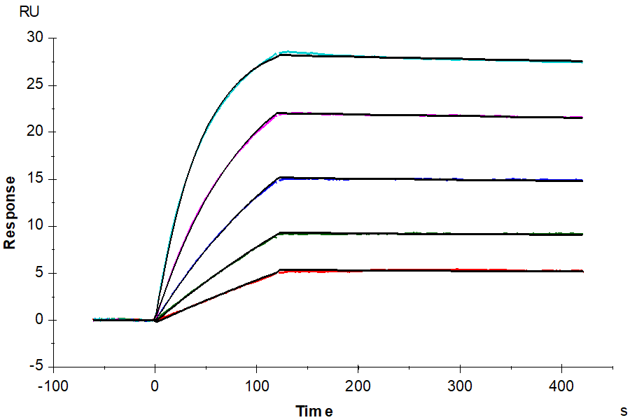 Human MAGE-A4 (HLA-A*02:01) Tetramer Protein (LTP10239)