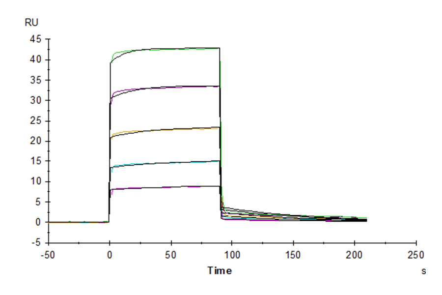 Mouse Fc gamma RIIB/CD32b Protein (LTP10242)