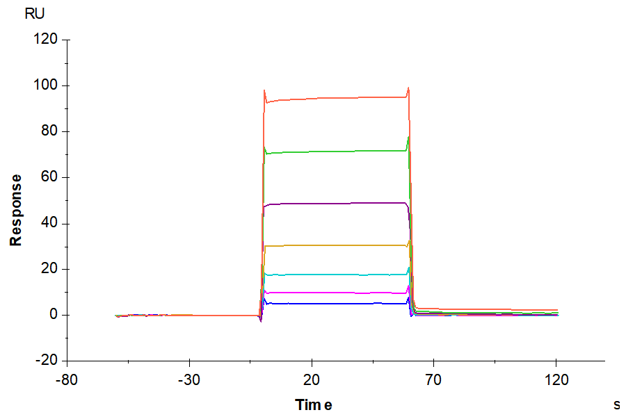 Mouse Fc gamma RIII/CD16 Protein (LTP10244)